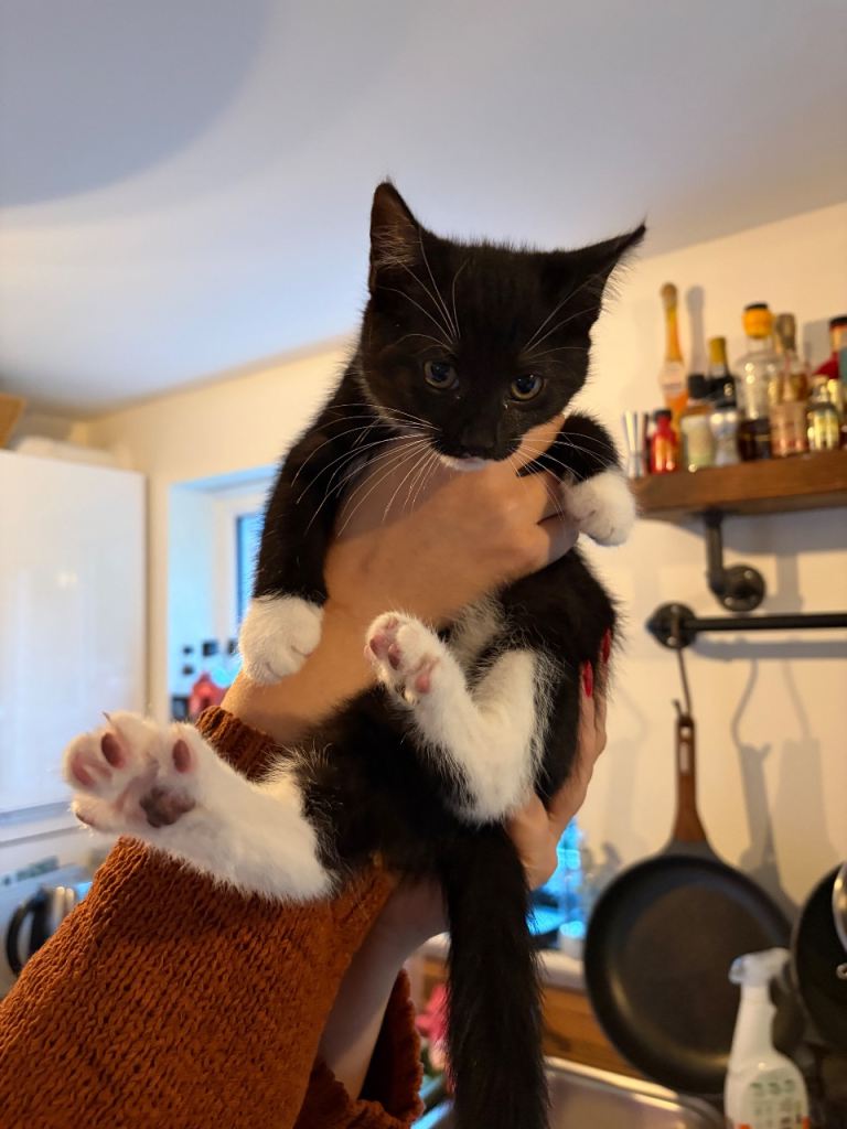 1 female kitten