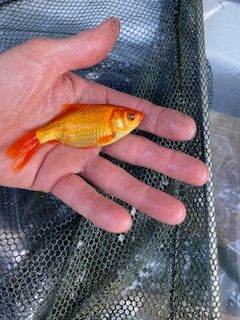 Goldfish