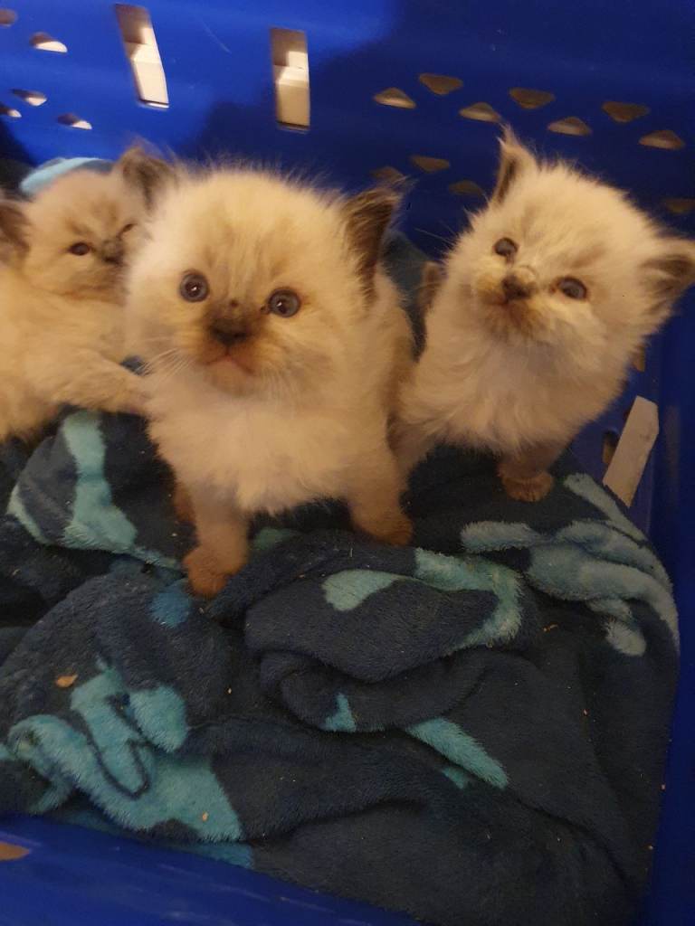Purebred Ragdoll Kittens 😸 2 AVAILABLE 