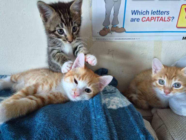 Lovely kittens for loving homes