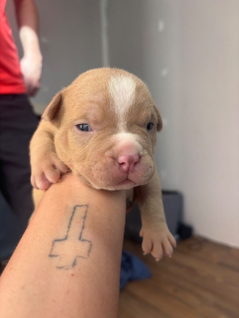 Pocket bully pups 