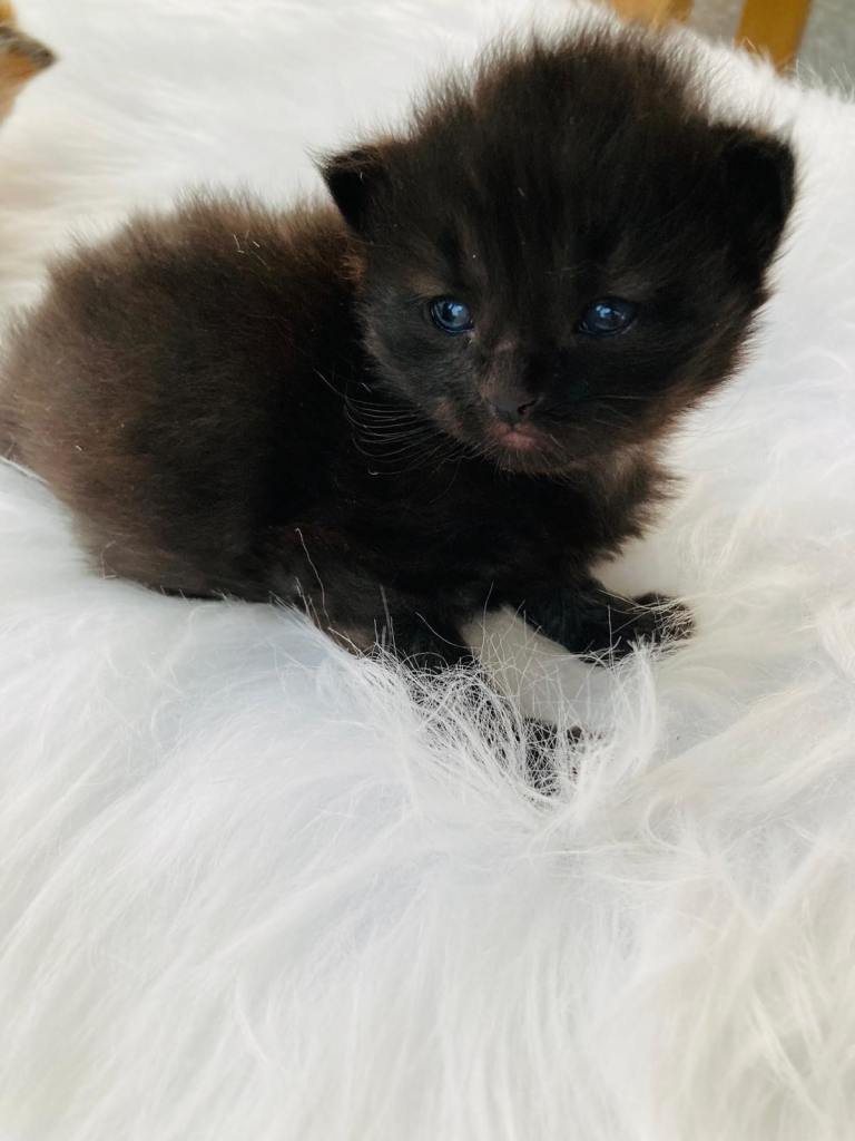 Fluffy Long Hair Kittens