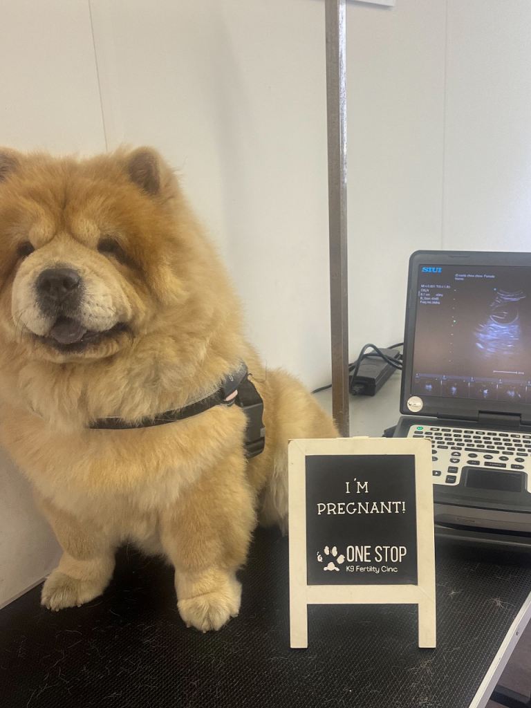 KC registered chow chow puppies 