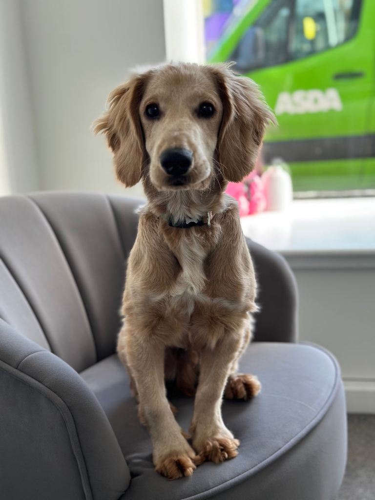 Rehoming Spaniel x (Buddy)