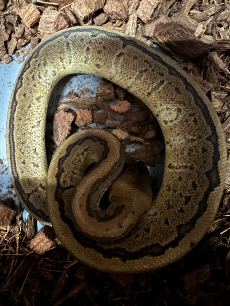 Royal Pythons