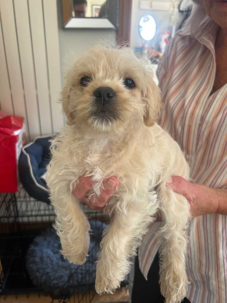 Pugapoo Puppy (Pug x Toy Poodle)