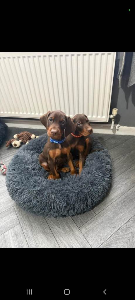 🔥 doberman pups ready now 🔥 