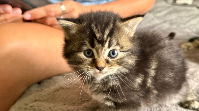 Kittens for sale