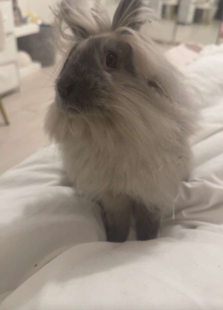 Lionhead rabbit 
