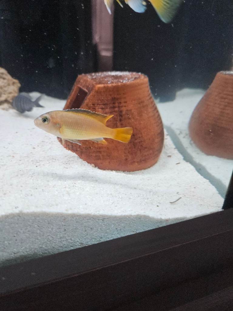 Mbunas tropical fish 