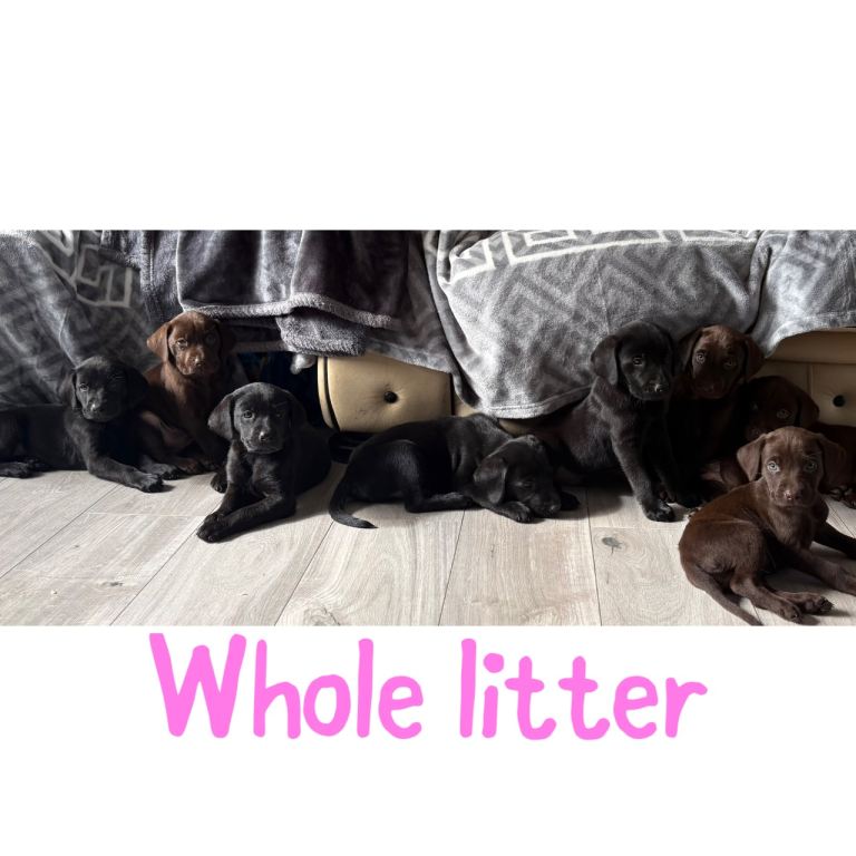 Kc registered Labrador puppies