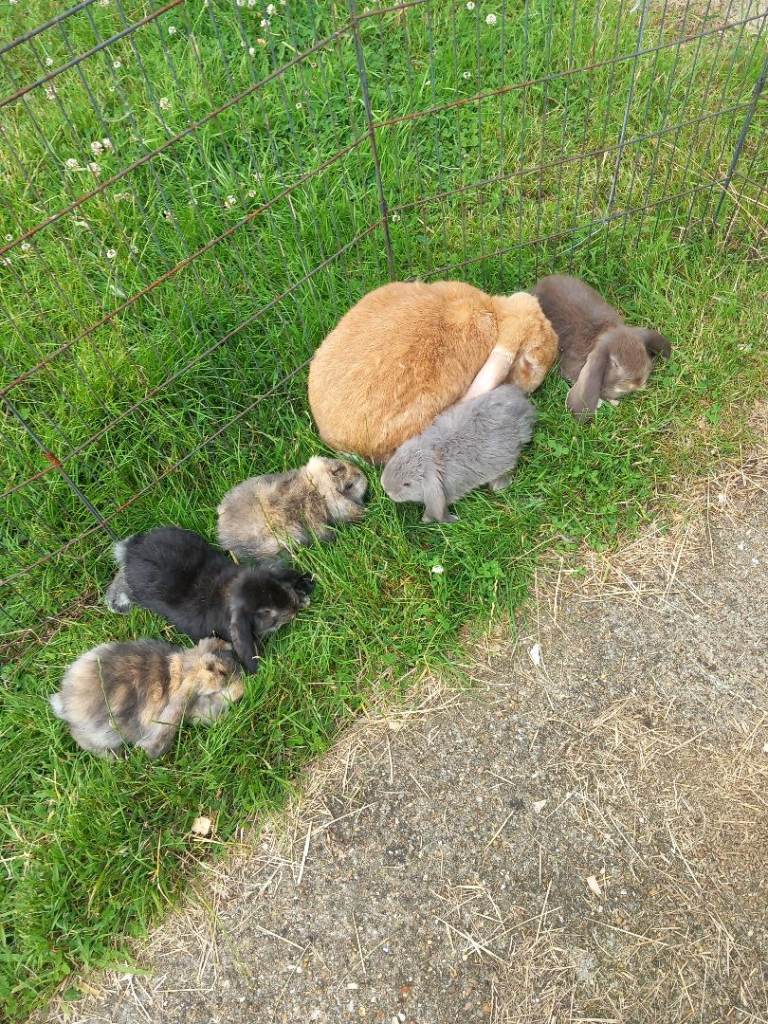 Baby French lop giant rabbits ready 26th june