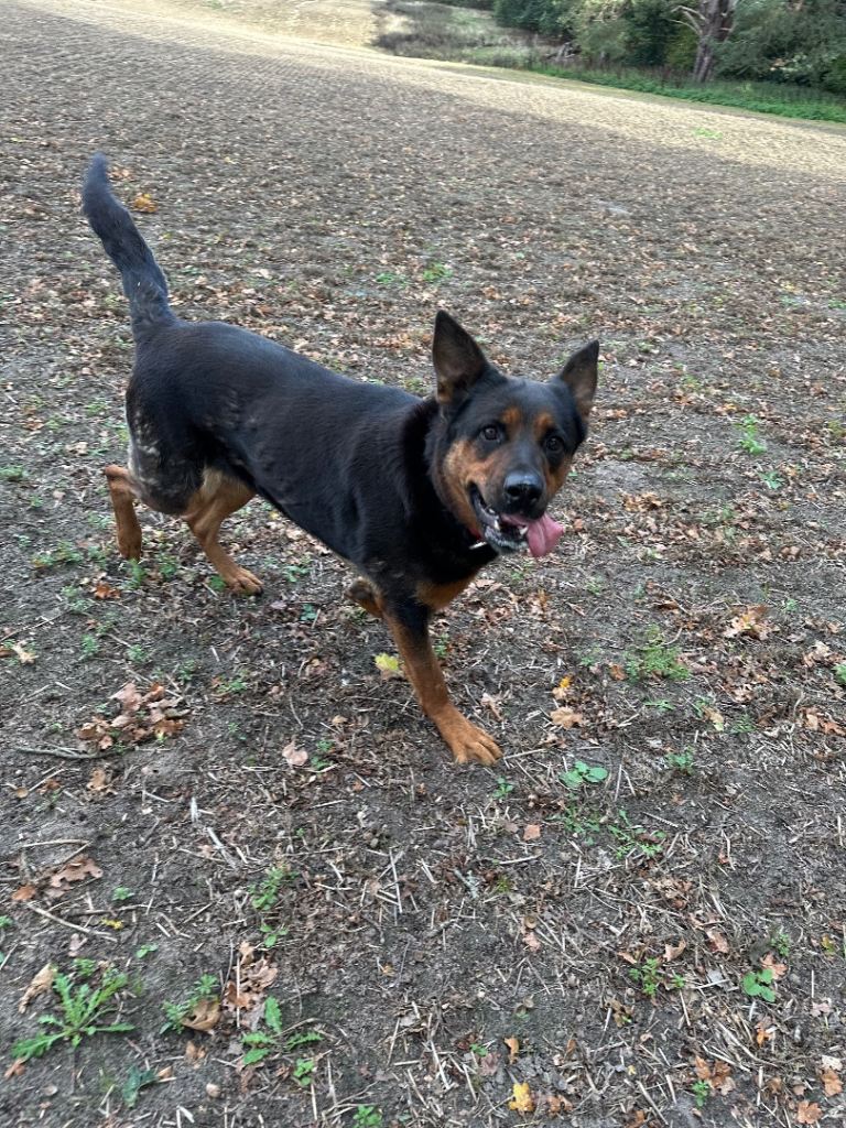 Rottweiler cross German Shepherd pet dog