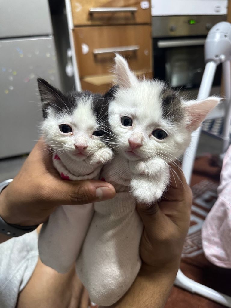 Adorable 8-Week-Old Kitten for Sale 