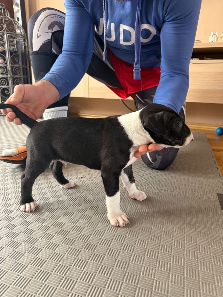 English bull terrier 