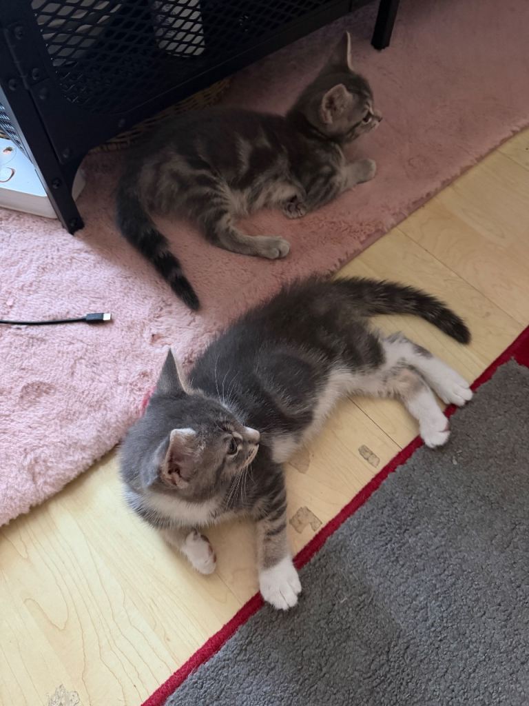 Baby cats 