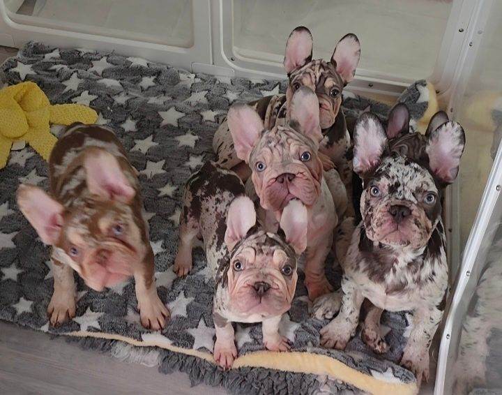 💯 Only 4 Velvet Coat French Bulldog Pups left 💯