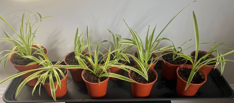 Spider Plants / House Plants