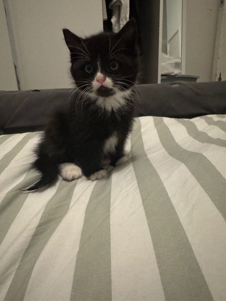 Kittens for sale! £80 each