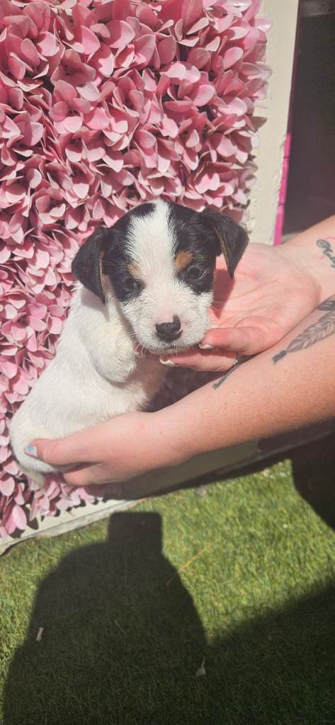 4 boys jack russel pups