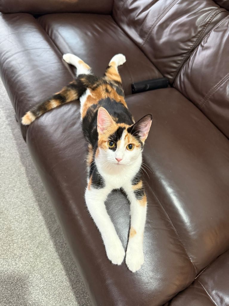 Beautiful 6 month old calico kitten 