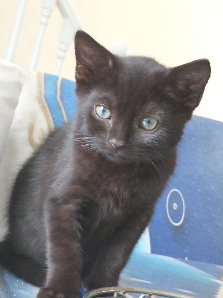 British breed kitten 