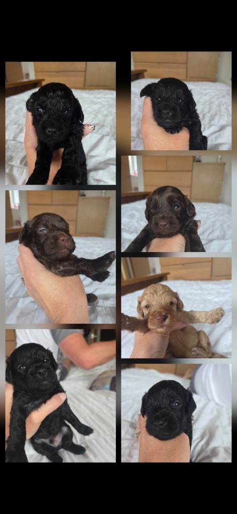 F2 cockapoo puppies