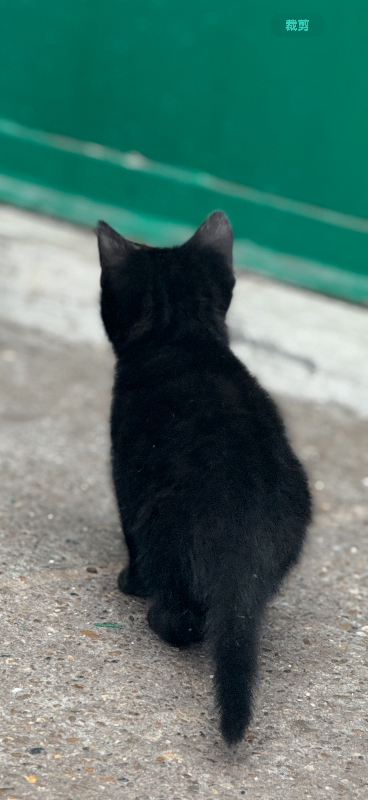 Lovely kitten for sale