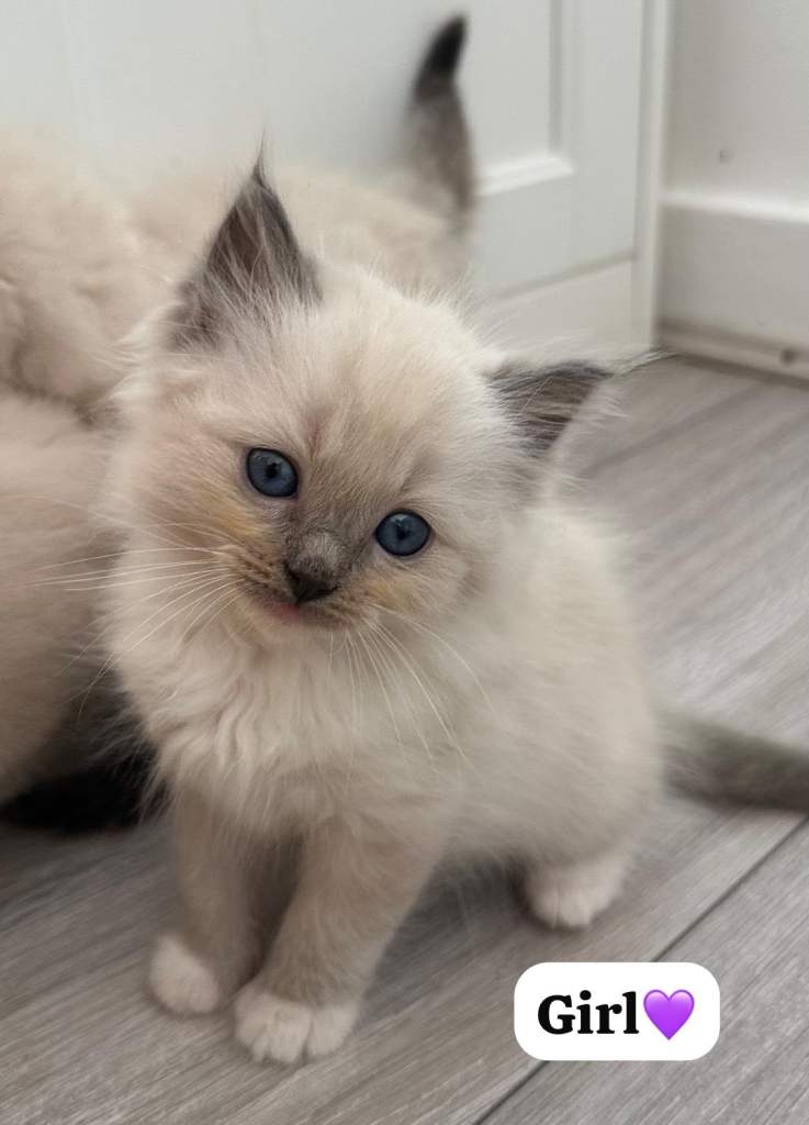 ‏Beautiful Ragdoll Kitten 