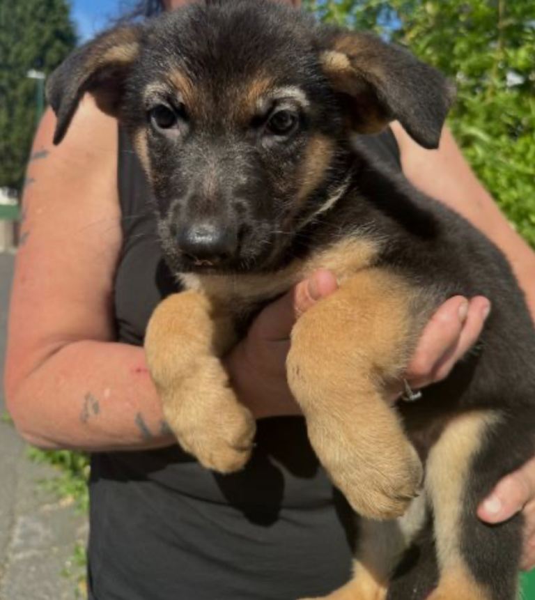 German shepherd puppies 