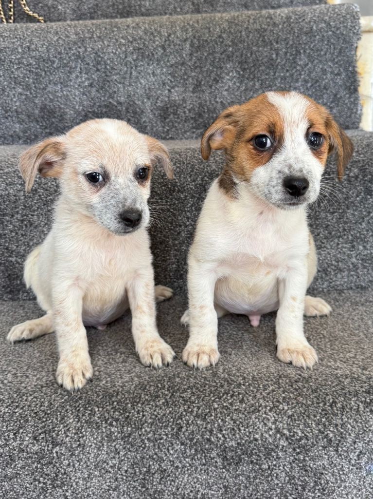 Jackapoo puppies ready now 