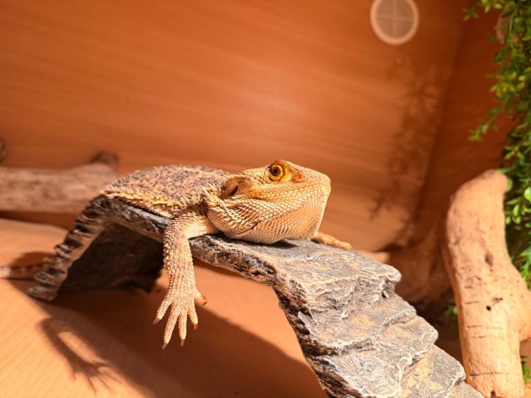 Bearded dragon 