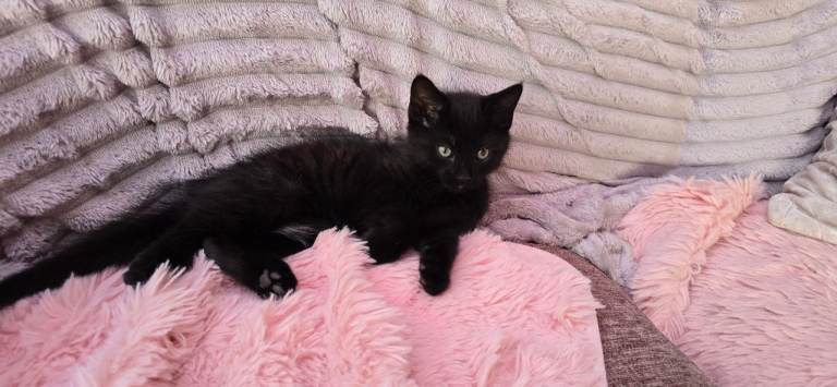 10 weeks old female kitten 