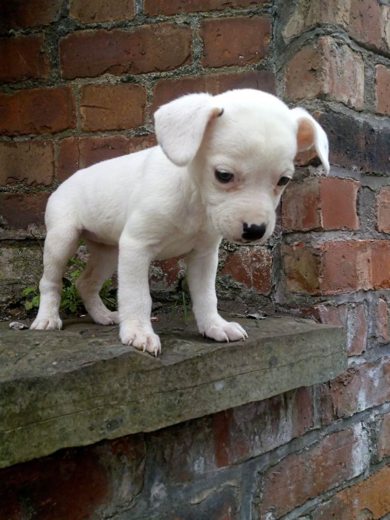 Frenchie English Bulldog mix