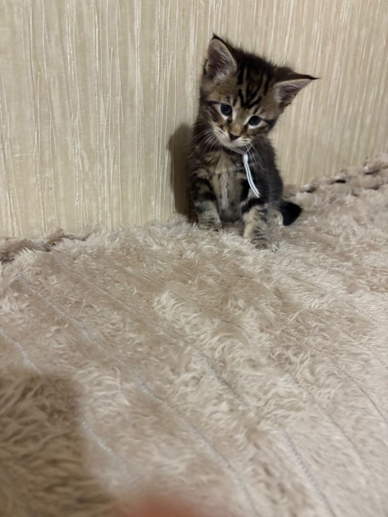 Maine Coon Kittens — Fluffy, Friendly, Ready Soon