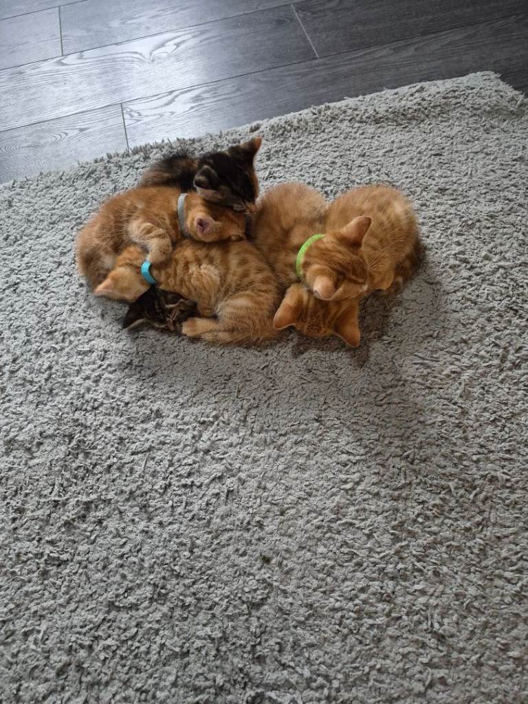 Kittens