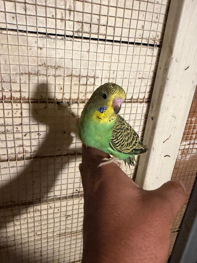 Budgies for sale