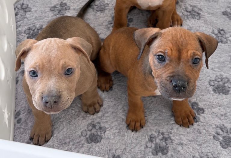 Mastiff X Olde English Bulldogge 