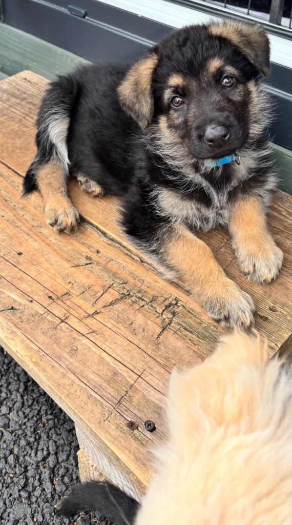 German Shepherd Puppies 