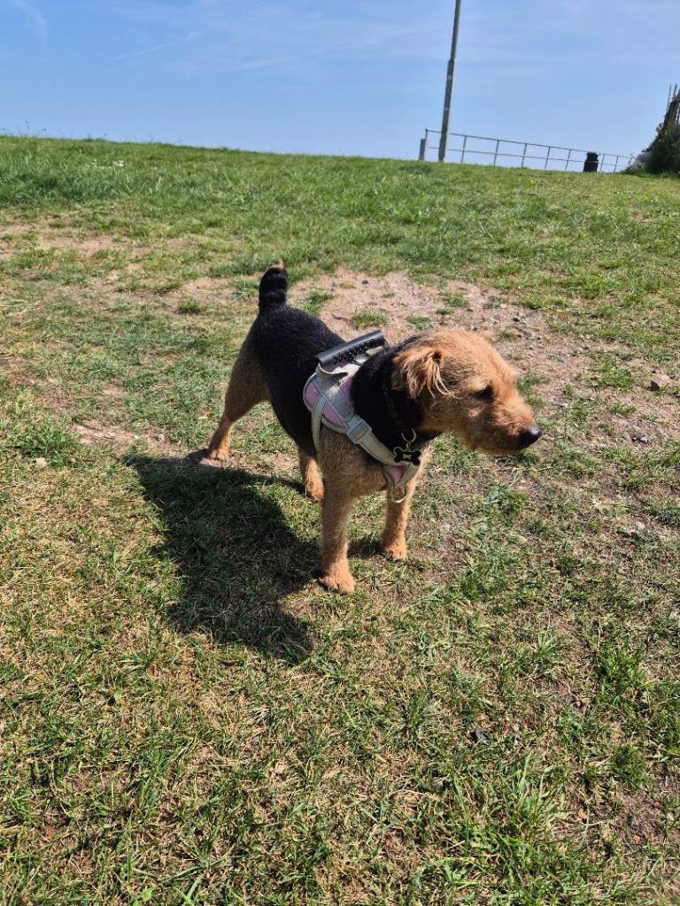 Lakey terrier
