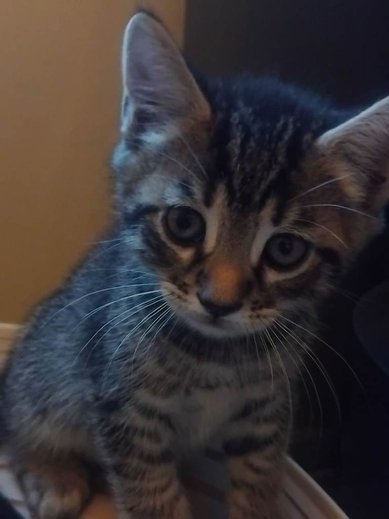 One gorgeous bengal x kitten for sale