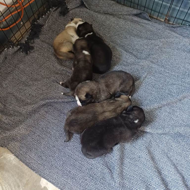 American akita puppies x9