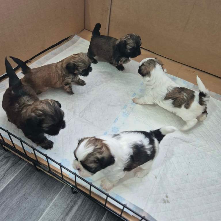 Pets for sale
