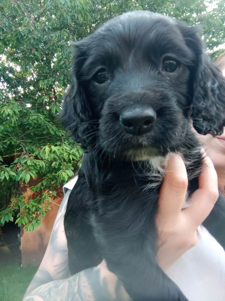 Springer/ cocker spaniel  health tested 