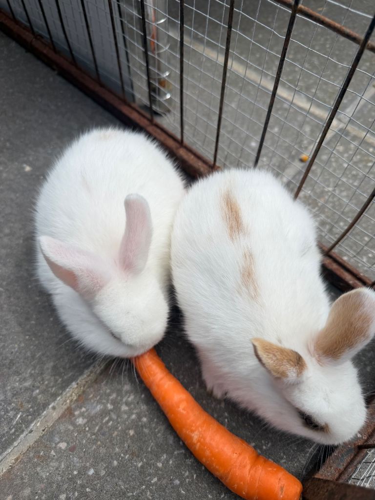 2 baby Rabbits 