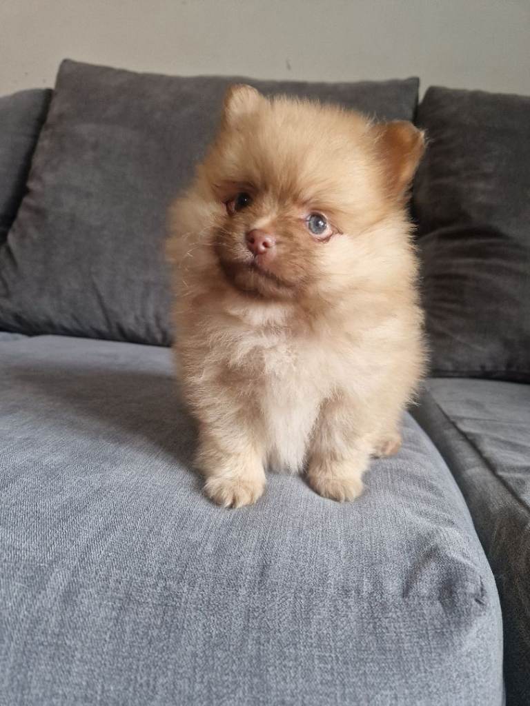 Cute Pomeranian Puppys