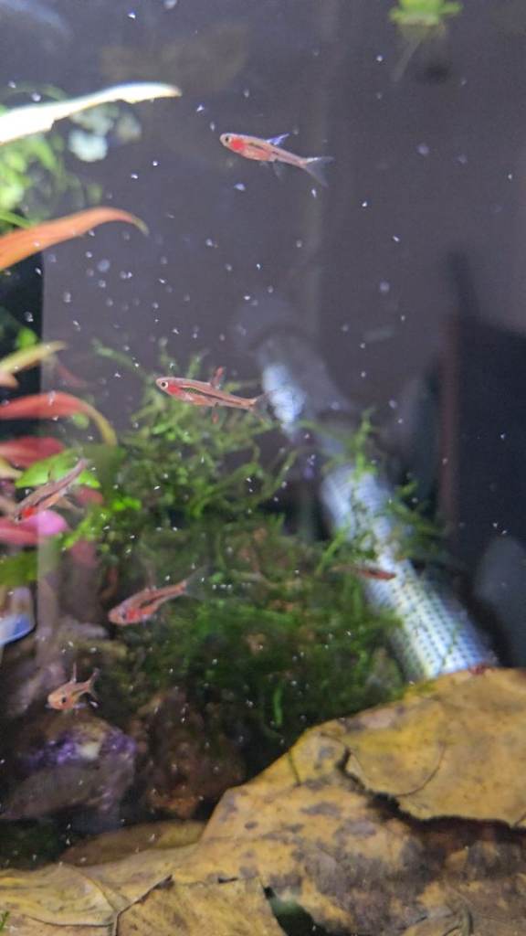 Chilli rasbora/ Cherry Shrimp / Rasbora Fish