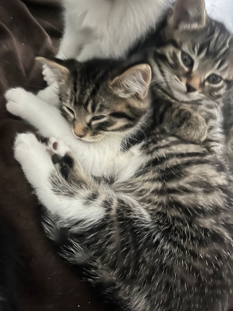 5 kittens
