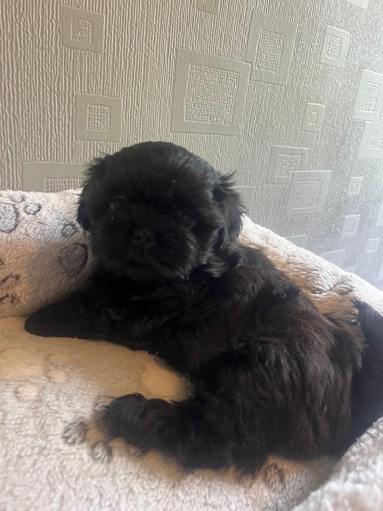 3  beautiful Shih tzu puppies 