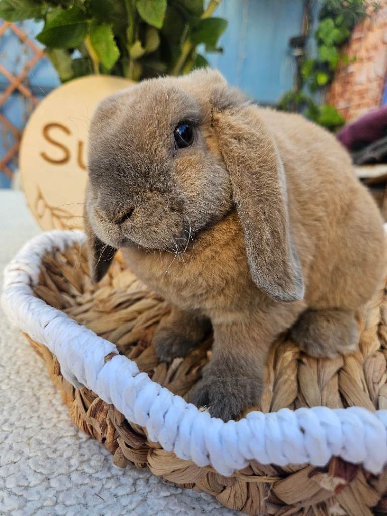 Mini plush lops 